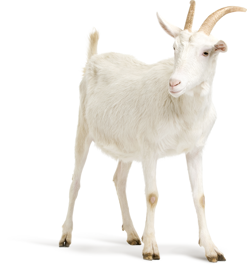 chèvre