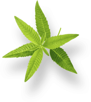 Verveine