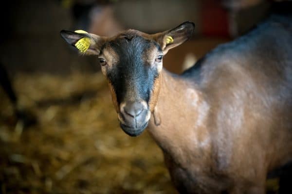 321 Fromagerie Picandine TIM0357 min